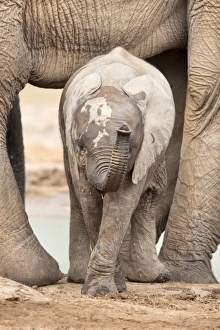 Elephant Trunk Prints: Baby elephant (Loxodonta africana), Addo Elephant National Park, Eastern Cape