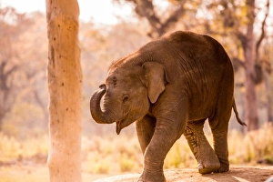 Captive Animals Prints: Baby elephant walking, Chitwan Elephant Sanctuary, Nepal, Asia