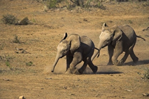 Baby elephants Baby elephants