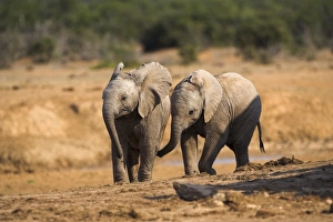 Images Dated 27th January 2000: Baby elephants