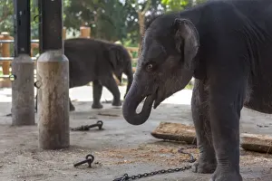 Traditionally Sri Lankan Prints: Baby elephants (Elephantidae) at the Pinnewala Elephant Orphanage, Sri Lanka, Asia