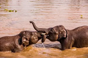 Face To Face Prints: Baby elephants playing in the river, Chitwan Elephant Sanctuary, Nepal, Asia