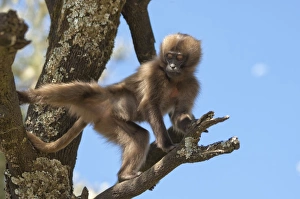 Amhara Region Prints: Baby Gelada baboon (Theropithecus Gelada)