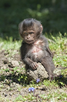 Baby Gelada baboon (Theropithecus Gelada), Simien Mountains National Park, Amhara region, North Ethiopia, Africa