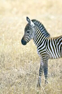 Kenya Gallery: Baby Grants zebra