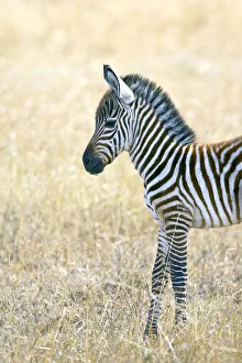 Images Dated 17th October 2006: Baby Grants zebra