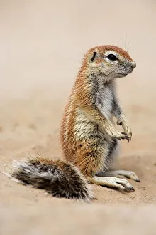 Images Dated 27th January 2008: Baby ground squirrel (Xerus inauris), Kgalagadi Transfrontier Park, South Africa, Africa