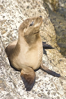 La Jolla Prints: Baby harbor seal