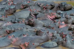 Swimming Prints: Baby hippo standing in the middle of a herd (Hippopotamus amphibius)