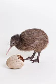 Studio Shot Prints: A baby kiwi bird chick next to the egg that he hatched