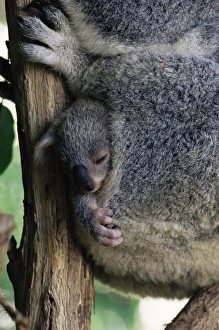 Love Prints: Baby koala bear (Phascolarctos cinereus) in pouch, Brisbane, Queensland