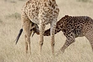 Images Dated 2nd October 2007: Baby Masai giraffe (Giraffa camelopardalis tippelskirchi) nursing, Masai Mara National Reserve