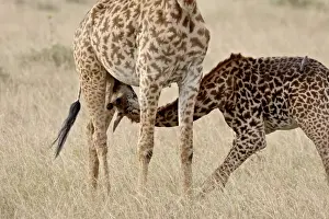 Nursing Prints: Baby Masai giraffe (Giraffa camelopardalis tippelskirchi) nursing