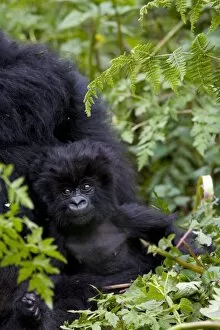 Baby mountain gorilla (Gorilla gorilla beringei) eating leaves
