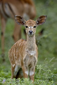 Images Dated 8th November 2007: Baby nyala (Tragelaphus angasii), Imfolozi Game Reserve, South Africa, Africa