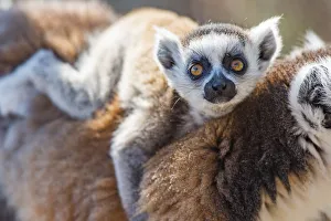 Baby Prints: Baby Ring-tailed Lemur (Lemur catta), Anja Community Reserve, Haute Matsiatra Region