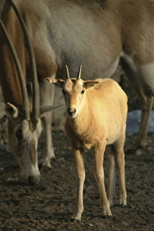 Graze Prints: Baby scimitar-horned oryx and mother in zoo, Dokki, Cairo, Egypt, North Africa, Africa