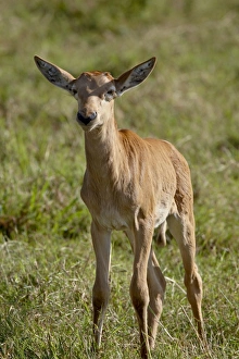 Images Dated 9th October 2007: Baby Topi (Tsessebe) (Damaliscus lunatus), Masai Mara National Reserve