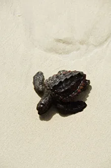 Cape Verde Prints: Baby turtle on beach, Santa Maria, Sal (Salt), Cape Verde Islands, Africa