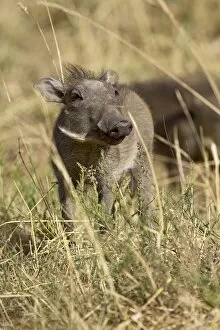 Images Dated 16th October 2006: Baby warthog (Phacochoerus aethiopicus)