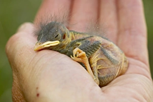 Images Dated 28th May 2007: Baby western bluebird (Sialia mexicana), Douglas County, Colorado, United States of America