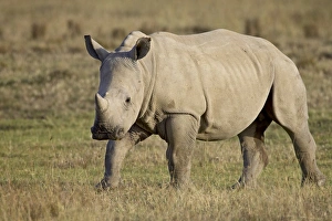 Images Dated 12th October 2006: Baby white rhinoceros (Ceratotherium simum), Lake Nakuru National Park