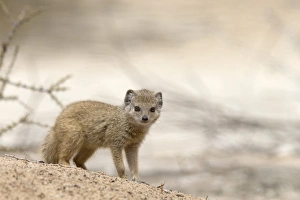 Northern Cape Prints: Baby yellow mongoose (Cynictis penicillata)