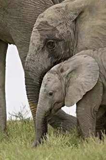 Images Dated 9th November 2006: Baby and young African elephant (Loxodonta africana), Addo Elephant National Park