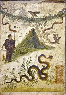 Museo Archeologico Nazionale Prints: Bacchus wearing bunch of grapes pours wine for panther to drink, House of Centenary