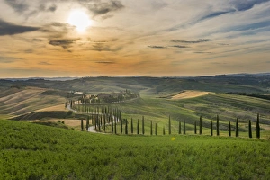 Cypress Tree Prints: Baccoleno farmhouse, Val d Orcia (Orcia Valley), UNESCO World Heritage Site, Tuscany