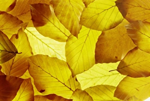Studio Shot Prints: Back-lit autumnal beech leaves on lightbox