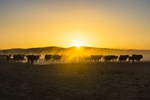 Damaraland Prints: Backlight of cattle on way home at sunset, Twyfelfontein, Damaraland, Namibia, Africa