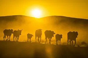 Backlight of cattle on way home at sunset, Twyfelfontein, Damaraland, Namibia, Africa