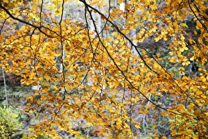 Bolton Abbey Prints: Backlit autumn leaves in Strid Wood, Bolton Abbey, Yorkshire, England, United Kingdom