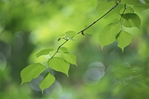 Leave Prints: Backlit beech leaves