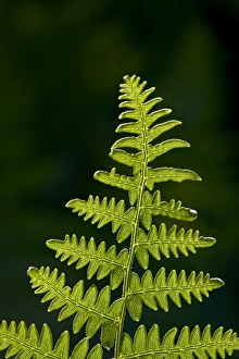 Images Dated 15th July 2008: Backlit fern frond, Yellowstone National Park, Wyoming, United States of America
