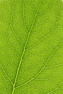 Vein Prints: Backlit leaves showing details of veins and cells
