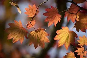Backlit maple tree leaves in autumnal shades, England, United Kingdom, Europe