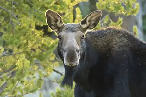 Moose Prints: Backlit moose (Alces alces) cow stares at camera in evening light