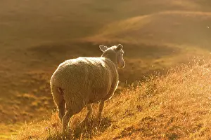 Pastoral Prints: Backlit Sheep on Grassy Slope Glowing in Golden Hour Light, New Zealand