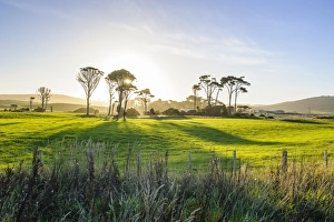 Catlins Prints: Backlit trees in green fields, the Catlins, South Island, New Zealand, Pacific