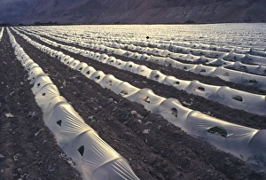 Tunnel Prints: Backlit view of watermelon growing in sandy soil under
