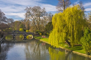 Cambridgeshire Prints: The Backs, River Cam, Cambridge, Cambridgeshire, England, United Kingdom, Europe