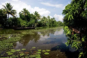 Lush Prints: Backwaters of Kumarakom, Kottayam, Kerala, India, Asia
