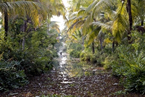 Images Dated 12th February 2008: Backwaters, Vaikom, Kerala, India, Asia