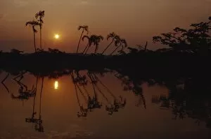 Bactris marata palms, Cuyabeno Lake at sunrise, Ecuador, South America