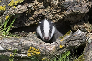 Badger Prints: Badger cub, Meles meles, captive, United Kingdom, Europe