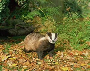 Images Dated 25th February 2008: Badger (Meles Meles), United Kingdom, Europe
