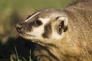 Facing Away Prints: Badger (Taxidea taxus)