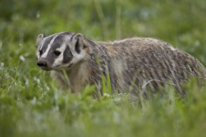 Badger (Taxidea taxus), Yellowstone National Park, Wyoming, United States of America, North America
